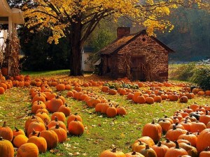autumn-pumpkins-tumblr-1